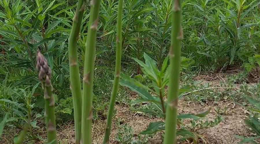Wild asparagus in dunes