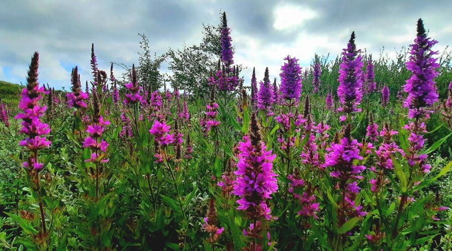 Wild asparagus in dunes