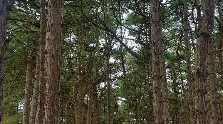 Wild asparagus in dunes