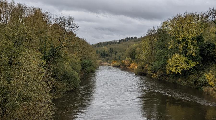 Picture of trees along the canal