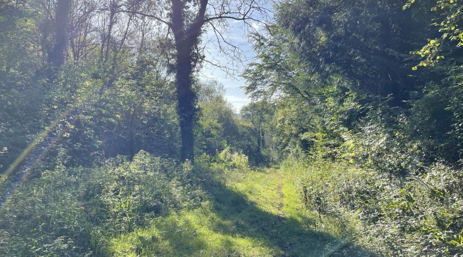 Forest Path