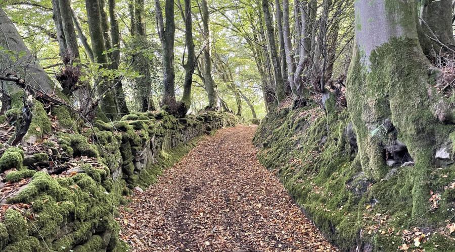 Forest Path