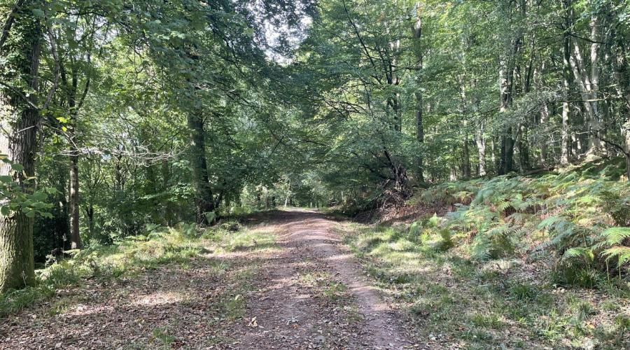 Forest Path