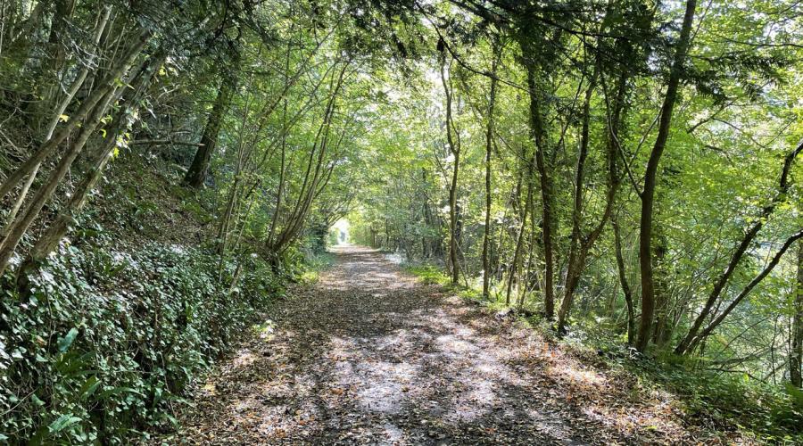 Forest Path