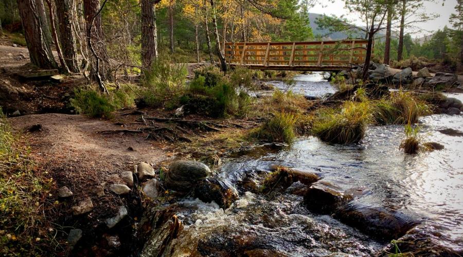 Bridge by Loch an Eilein