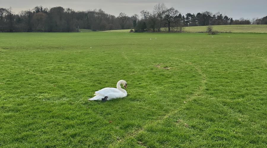 Nottingham tram path