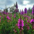 Wild asparagus in dunes