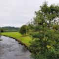 Picture of trees along the canal