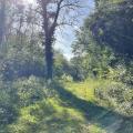 Forest Path