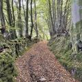 Forest Path