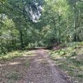Forest Path