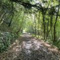 Forest Path