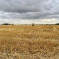 Feet, Spofforth