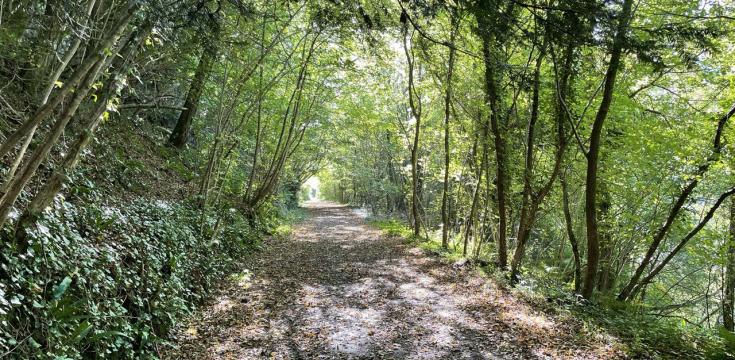 Forest Path